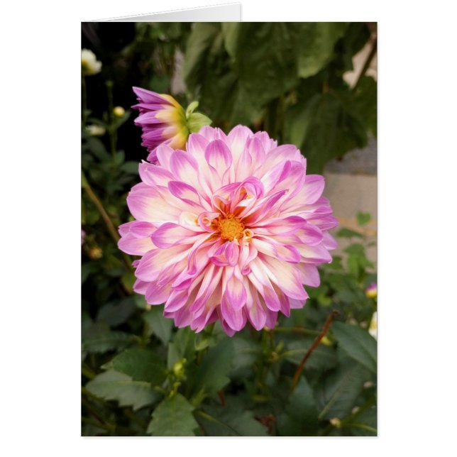 Carte blanche Dahlia violet fantaisie et blanche (Devant)