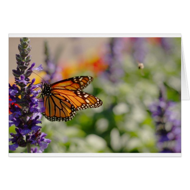 Carte blanche d'alimentation Monarch Butterfly (Devant horizontal)