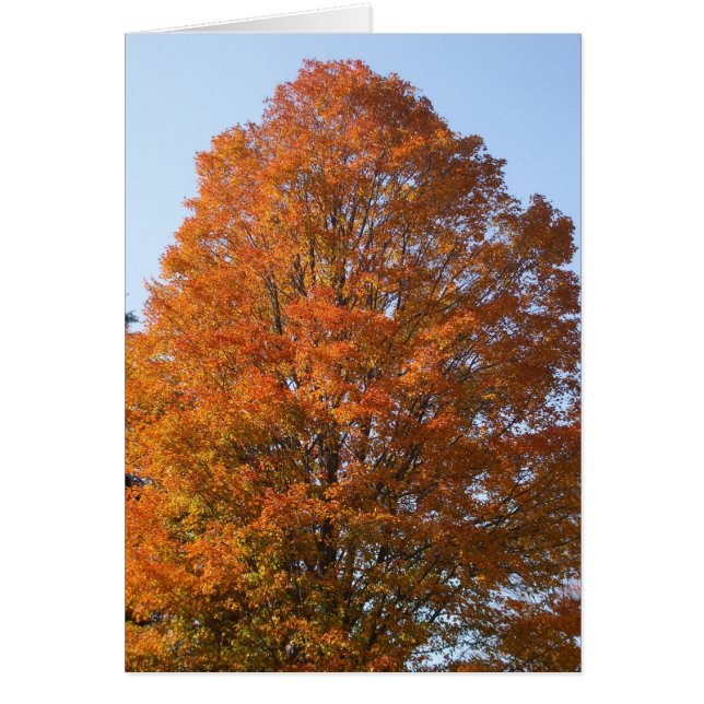 Carte blanche d'automne (Devant)