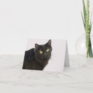 Carte blanche de chat noir par point de contact po