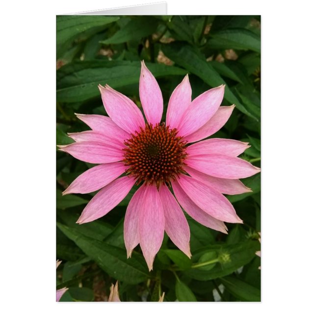 Carte blanche de confleur violet brillant (Devant)