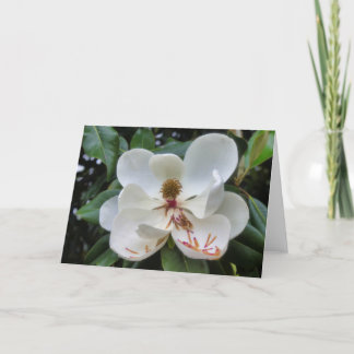 Carte blanche de fleur de Magnolia