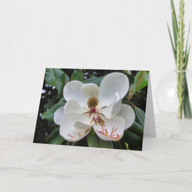 Carte blanche de fleur de Magnolia (Devant)