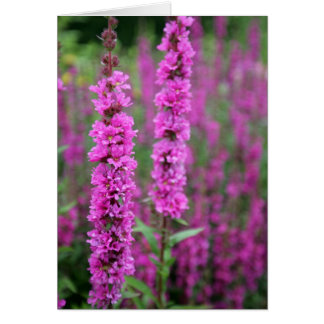 Carte blanche de fleurs roses