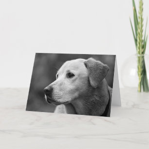 Carte blanche de Labrador Retriever