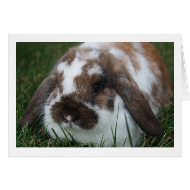 Carte blanche de lapin Holland Lop (Devant Horizontal)