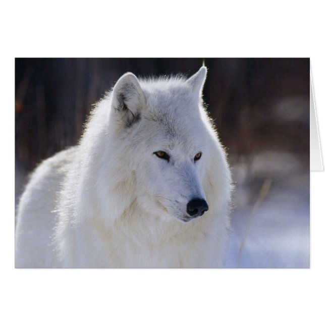 Carte blanche de loup blanc arctique (Devant horizontal)