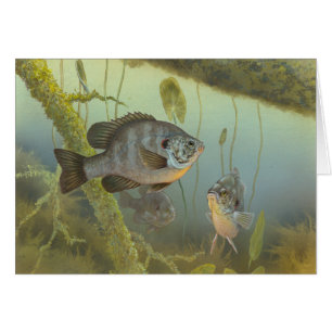 Carte blanche de peinture de poisson de soleil chè