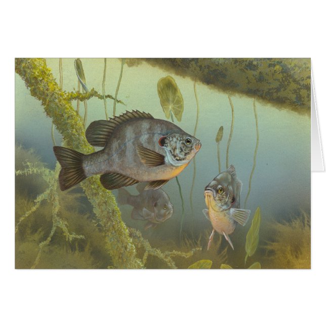 Carte blanche de peinture de poisson de soleil chè (Devant horizontal)