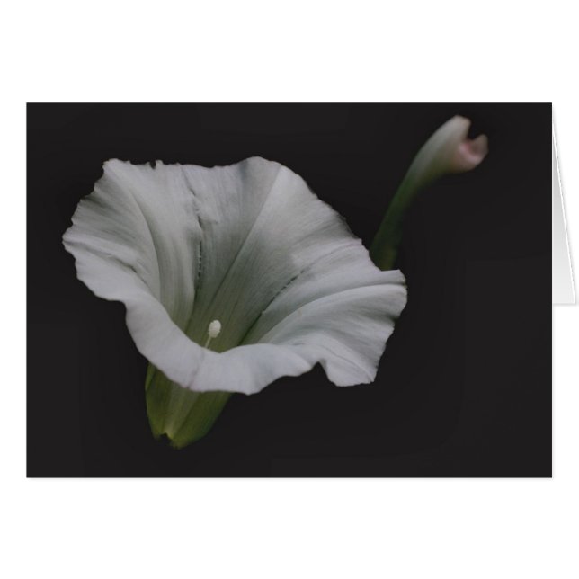Carte blanche de photographie de fleur de gloire (Devant Horizontal)