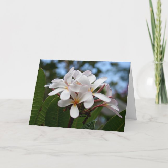 Carte blanche de Plumeria (Devant)