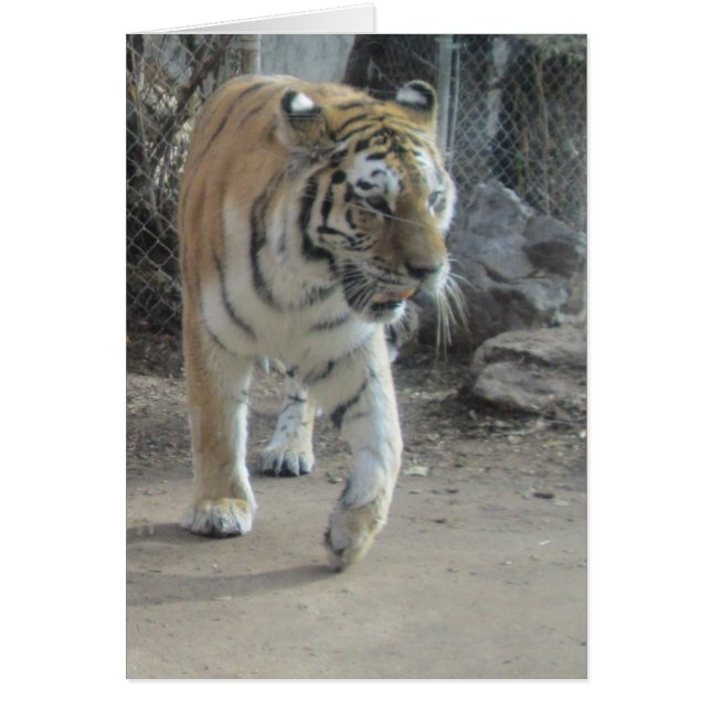 Carte blanche de tigre (Devant)