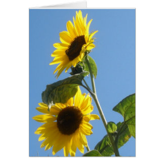 Carte blanche de tournesol