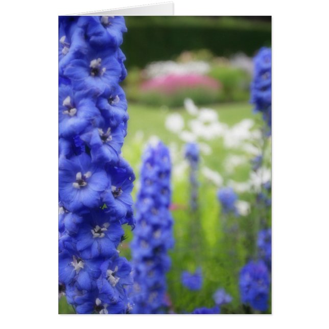 Carte blanche delphiniums bleus (Devant)