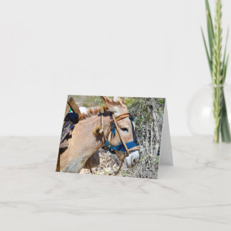 Carte blanche Donkey Baie d'Orange Haïti