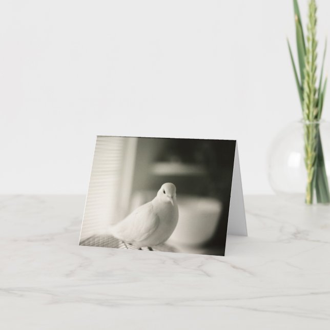 Carte blanche Dove (Devant)