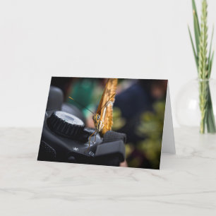 Carte blanche du photographe de papillon