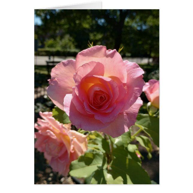 Carte blanche du Rose de thé rose radiant (Devant)
