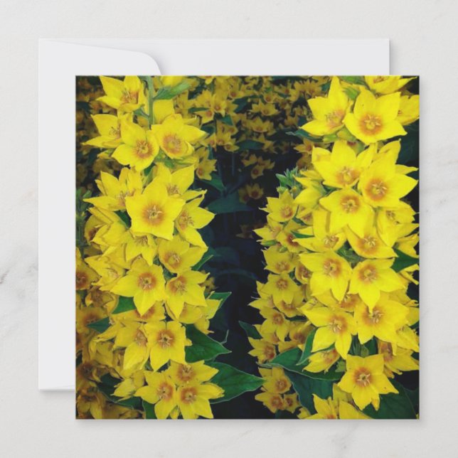 Carte blanche en soie de Delphinium jaune (Devant)