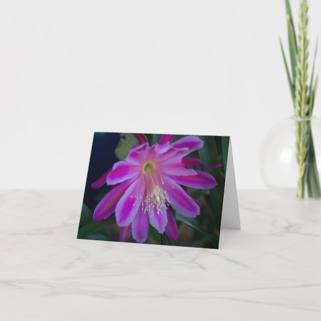 Carte blanche Epiphyllum (Devant)