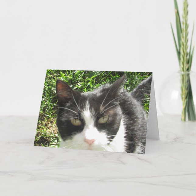 Carte blanche et noire amusante pour chat photo (Devant)
