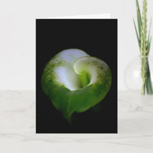 Carte blanche et verte Calla Lily