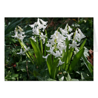Carte blanche Hyacinths