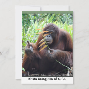 Carte blanche Krista Orangutan à Bornéo Rainforest