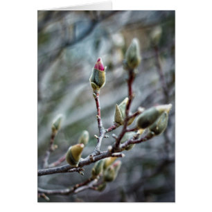 Carte blanche Magnolia Baisée au soleil