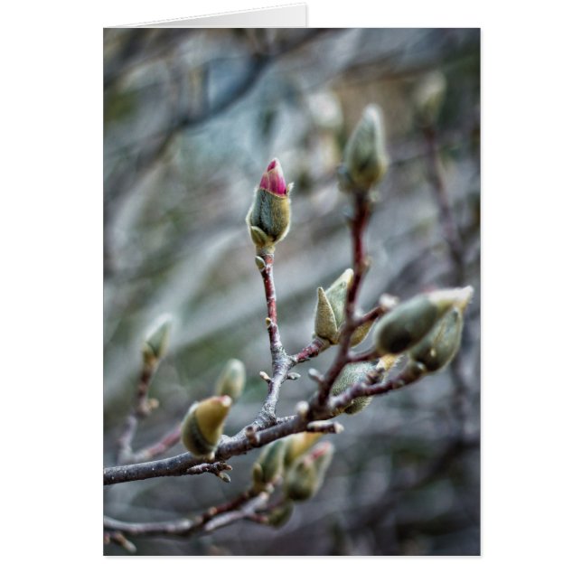 Carte blanche Magnolia Baisée au soleil (Devant)
