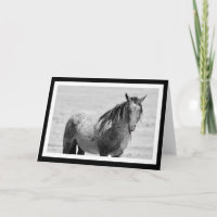 Carte blanche Onaqui Mountain Wild Horse. 5" x 7"