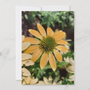 Carte blanche orange Echinacea Coneflower