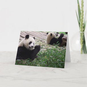 Carte blanche Panda Dream