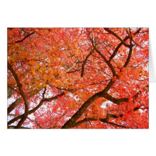 Carte blanche paysage forestier Belle carte d'impr