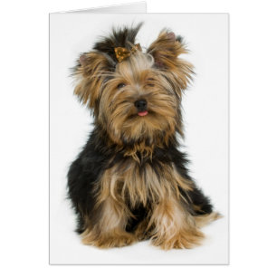 Carte blanche pour chien chiot Yorkshire Terrier