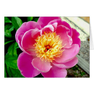 Carte blanche rose Peony