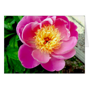 Carte blanche rose Peony