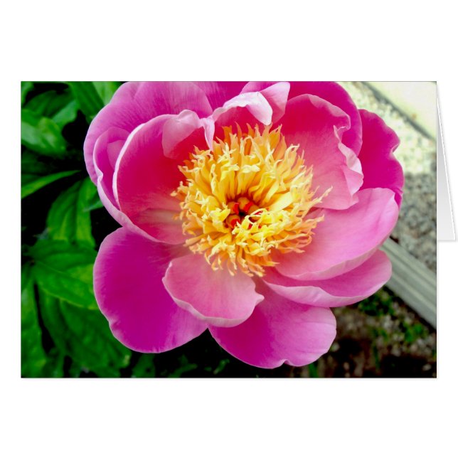 Carte blanche rose Peony (Devant horizontal)