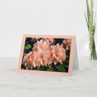 Carte blanche rose Rhododendron