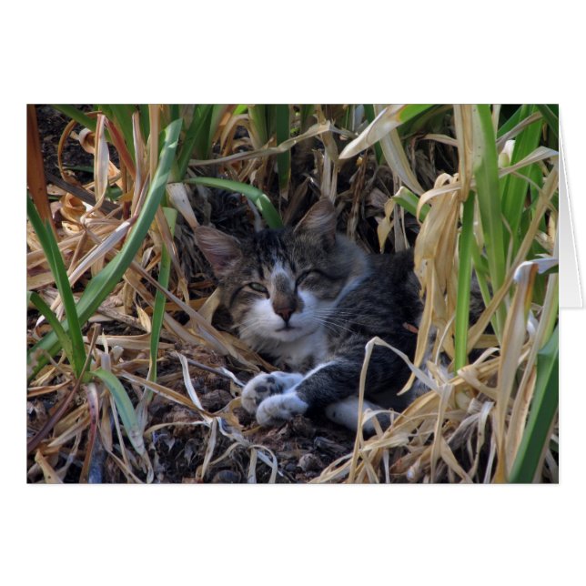 Carte blanche Shy Boy Cat (Devant horizontal)