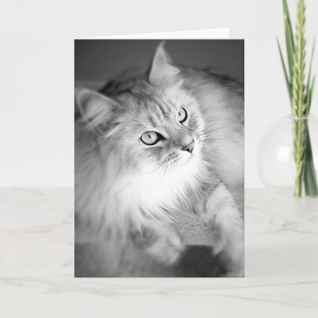 Carte blanche Sibérienne sensationnelle (Devant)