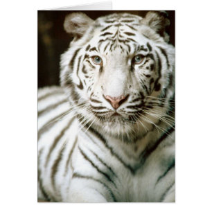 Carte blanche Tiger