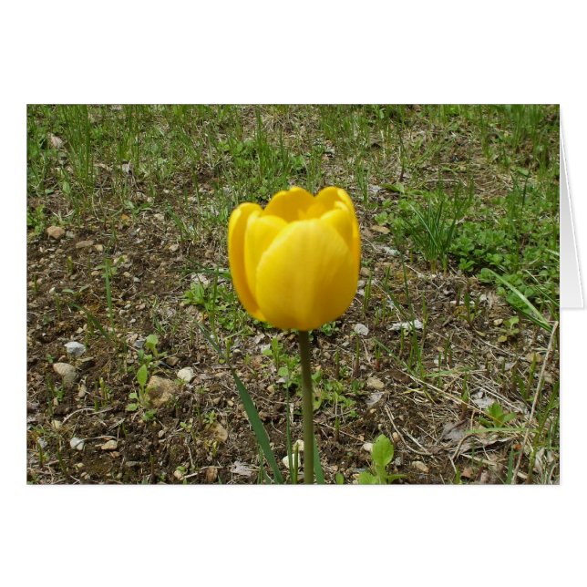 Carte blanche Tulip Jaune (Devant horizontal)