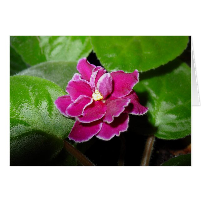 Carte blanche violette rose africaine (Devant horizontal)