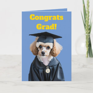 Carte Blancs mignons et Brown Poodle Graduation
