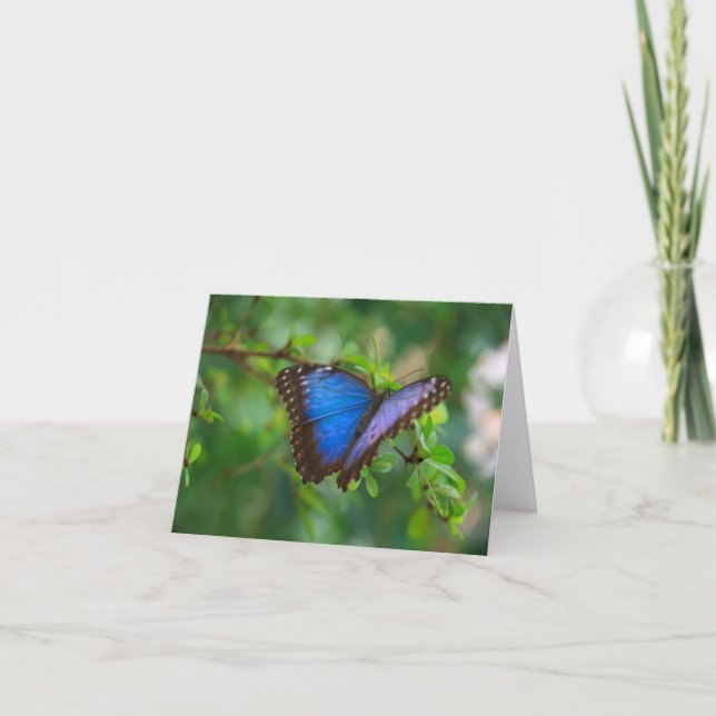 Carte Bleue Papillon Morpho (Devant)