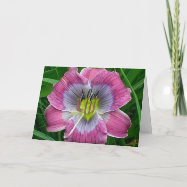 Carte Bleus de Dixie de Daylily ' (Devant)