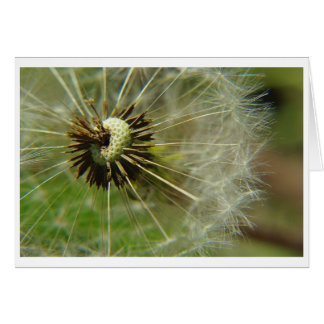 Carte Blow Ball