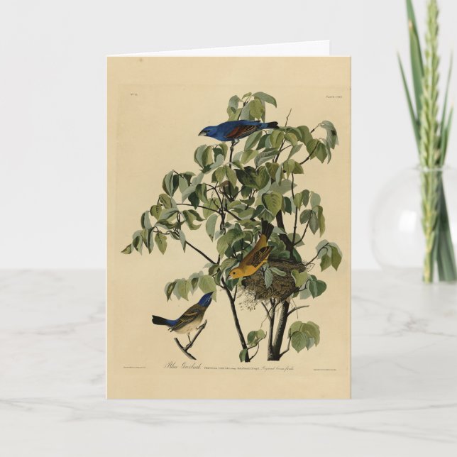 Carte Blue Grosbeak de Audubon's Birds of America (Devant)