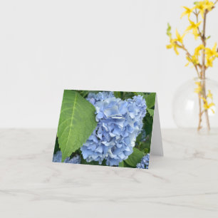 Carte Blue Hydrangea (Hydrangea macrophylla)